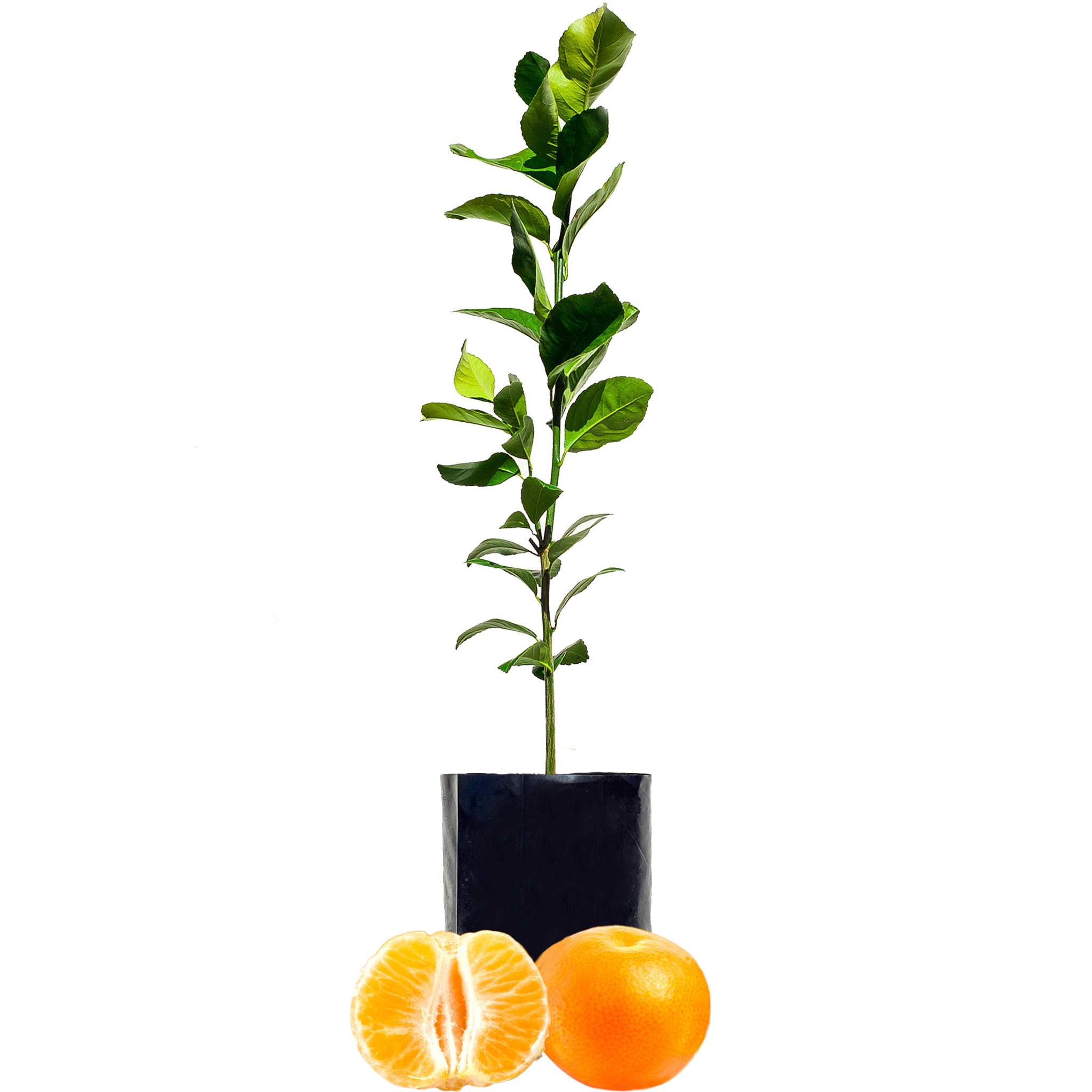 Mandarin